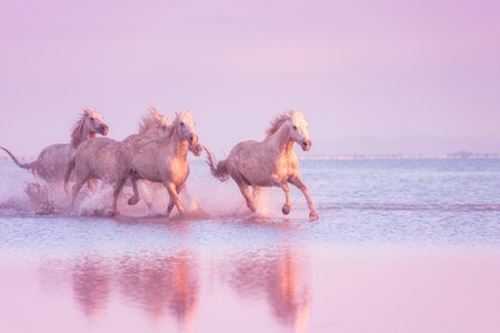 White horses run gallop in water at sunset, Camargue, Bouches-du-rhone, Franceの写真素材