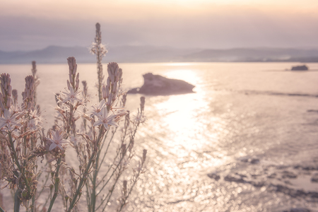 Asphodelus ramosus beautiful flowers in soft light on the sea backgroundの写真素材