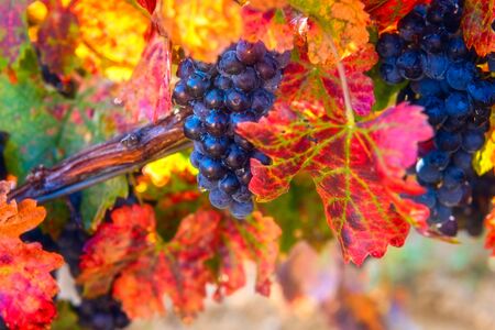 Ripe blue grapes with color autumn leaves, agricultural background of vineyard for winemakingの写真素材