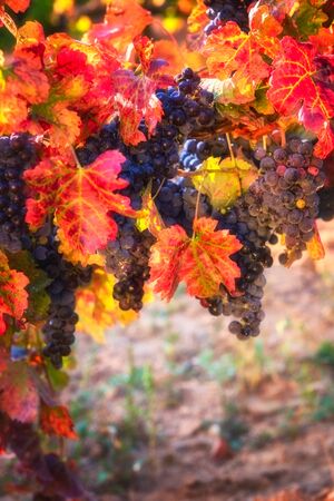 Ripe blue grapes with color autumn leaves, agricultural background of vineyard for winemakingの写真素材