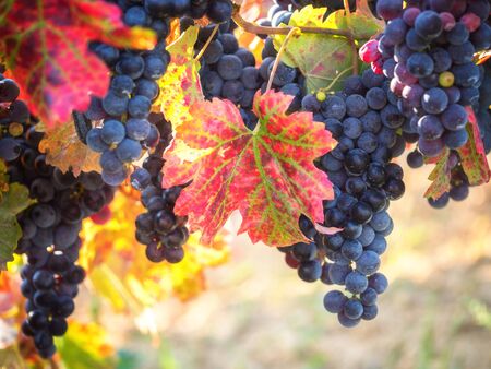 Ripe blue grapes with color autumn leaves, agricultural background of vineyard for winemakingの写真素材