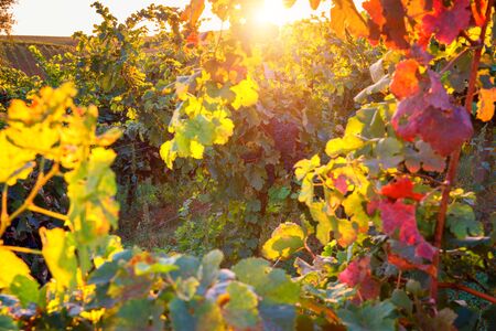 Sunny vineyard for winemaking, autumnal agricultural backgroundの写真素材
