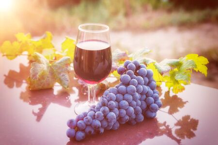 Red wine in the glass against sunny vineyard backgroundの写真素材