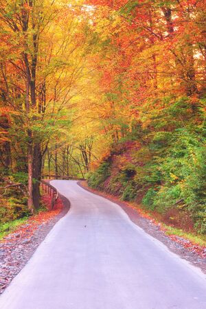 Autumn colorful forest road, nature landscape, vertical imageの写真素材