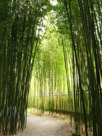 Bamboo Trailの写真素材