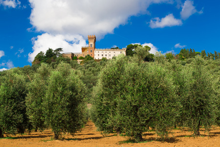 View of Magona castle from an olive grove, Grosseto Italyのeditorial素材