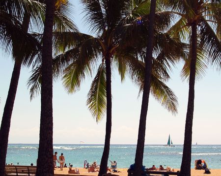 Waikiki palmsの写真素材