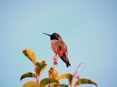 hummingbirdの写真素材