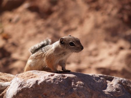 Ground squirrel poised to eat.の写真素材