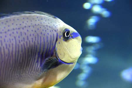 Parrot fish in a tank with bubbles