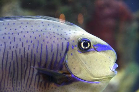 Parrot fish in a tank with coral in background