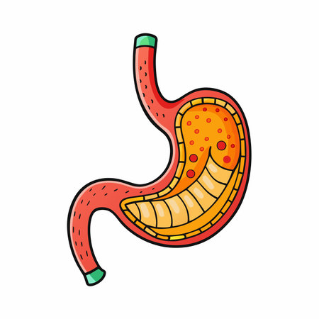 A cartoon depiction revealing the inner workings of the human stomachのイラスト素材