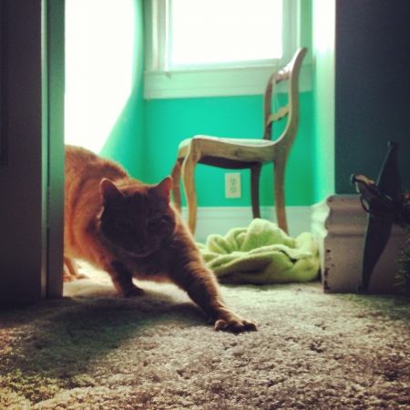 Cat stretching after laying in the sunの素材