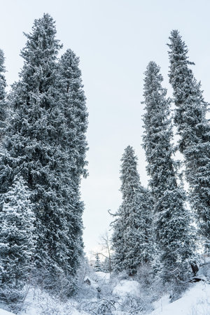 Winter white forest with snow, Christmas backgroundの写真素材
