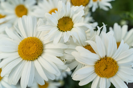 beautiful chamomile plant, macro backgroundの写真素材