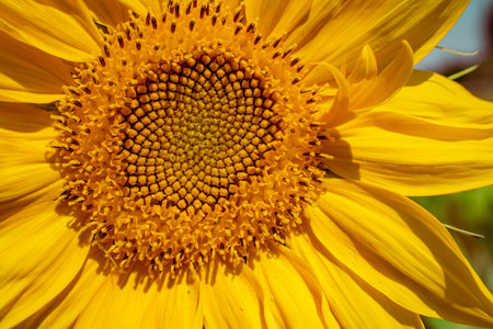 Beautiful sunflower on a sunny day with a natural background. High quality photoの写真素材