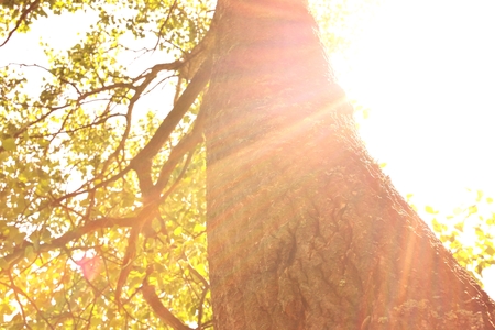 abstract photo of light burst among treesの写真素材
