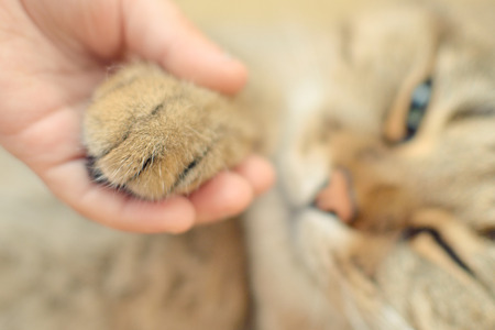 Friendship between child and catの写真素材