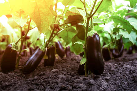 Growing fresh aubergine on branch at sunset. Ripe eggplant on a branch in the greenhouse at sunset. Bio farming conceptの写真素材