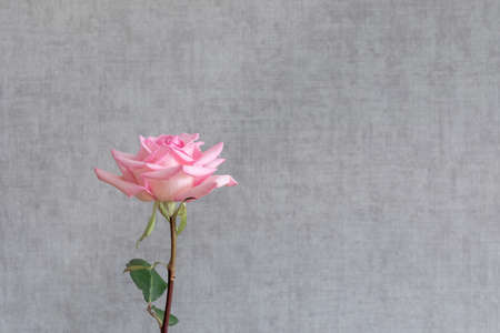 One pink rose flower on a gray wall background with a copy of the text space. A minimalistic image...