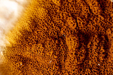 An element of a growing fungus Serpula lacrymans on walls and floors in a residential building it is the most destructive fungus attacking wooden elements in structuresの写真素材