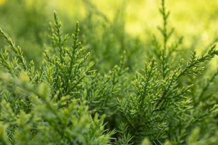 Natural juniper background. Close-up of Juniperus in the Cypress family, detail of foliage, natural...