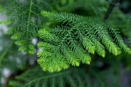 Araucaria rare evergreen coniferous tree. Macro view of delicate branches on a norfolk pine.の写真素材