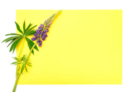 Blank yellow paper card note mockup for text with decor made of flower lupine in blue lilac color in full bloom on a white backgrounの写真素材