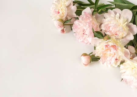 Bouquet of beige-pink peony flowers on a light paper background with space for text. Image for design of greeting cards on theme of wedding, Mothers Day, birthday and other greetingsの写真素材
