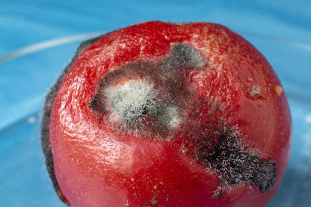 Close-up of mold Aspergillus fumigatus on a red tomato. Laboratory research of food products.