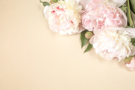 Three large beige-pink peony flowers on light paper background with space for text. Image for design of greeting cards on theme of wedding, Mothers Day, birthday and other greetingsの写真素材