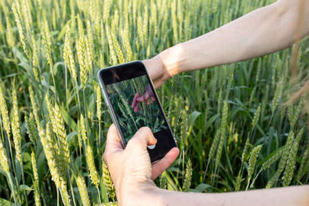 Green field with rye and smart phone in farmer handsの写真素材