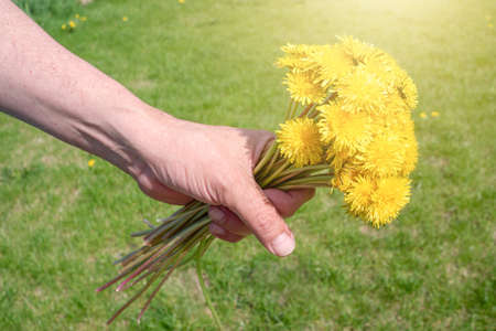 Bouquet of dandelions in a man's hand on a background of green grass. Spring or summer conceptの写真素材