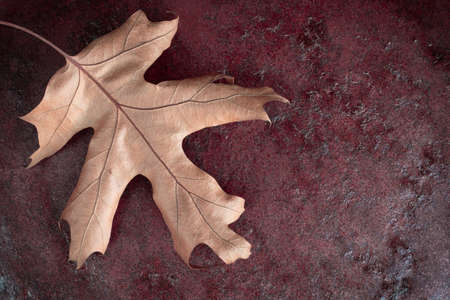 Yellow dry oak leaf on a dark red background. Autumn concept