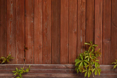 A brown board fence and a climbing plant. Natural wood background for vintage design. Copy space