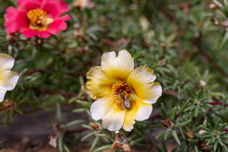 A bee on a yellow purslane flower. Pollination of plants with insects. Summer theme. Close-up....