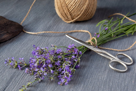 Bunch of lavender, jute rope and scissors on gray background. Gardening, aromatherapy conceptの写真素材