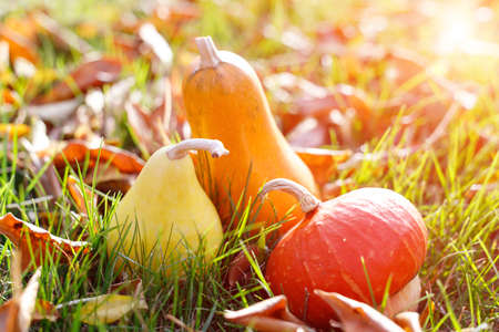 Three decorative pumpkins lie among the fallen foliage on the grass in the autumn garden. Harvest...