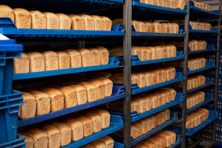 Loaves of bread on blue plastic trays. Close-up. Fresh breadの写真素材