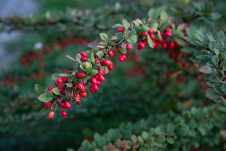 A barberry bush with bright fruits in the garden. Bright red barberry berries on a branch. Gardening, yard decoration. Soft focusの写真素材