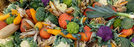 Cauliflower, pumpkins, zucchini, corn, leek and other vegetables on counter of agricultural fair. Concept of farming, harvesting, Thanksgiving. Background on agricultureの写真素材