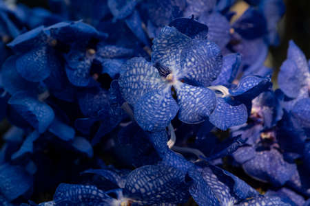 background of dark blue orchids Vanda Coeruleaの写真素材
