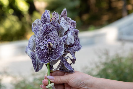 Dark orchid vanda Dark chocolate in transparent flower tubes with rubber cap in womans hand for making bouquets. Flower businessの写真素材
