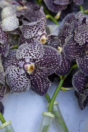 Dark orchid vanda (dark chocolate) in plastic flasks or test tubes for making bouquets. Flower business. Technologies for preserving flowers in bouquetsの写真素材