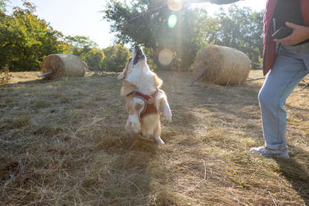 Welsh Corgi Pembroke dog is preparing to jump for a stick. The owner trains or plays with a petの写真素材