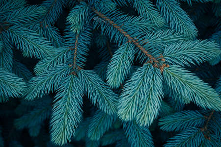 Beautiful branches of spruce with young needles. Christmas tree in nature. Blue spruce close-up.の写真素材