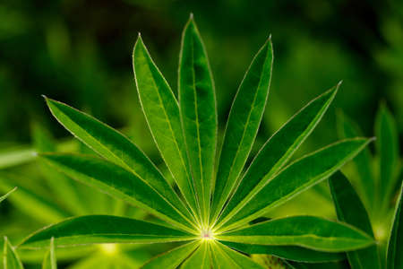 lupine leav (Lupinus polyphyllus). Natural background of light greenの写真素材