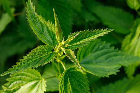 Leaves of fresh young nettle in the sunlight. Top viewの写真素材
