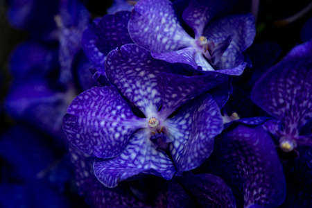 Background of dark blue orchids Vanda Coerulea, blue vanda, Vanda coerulea Griff. ex Lindl. Blurryの写真素材