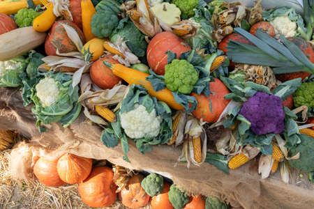 Cauliflower, pumpkins, zucchini, corn and other vegetables on counter of an agricultural fair. Concept of farming, harvesting, Thanksgiving. Background on agricultureの写真素材